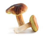 Cep (Porcini) mushroom 
