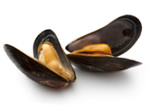 Mussels