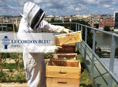 Récolte du miel sur le toit potager de l’institut Le Cordon Bleu Paris