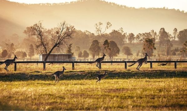 Wine, Kangaroos & More Wine: The Lifestyle of a Hunter Valley Chef