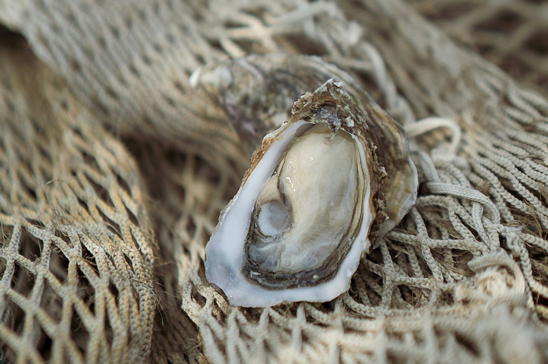 MASTERCLASS OYSTERLAB