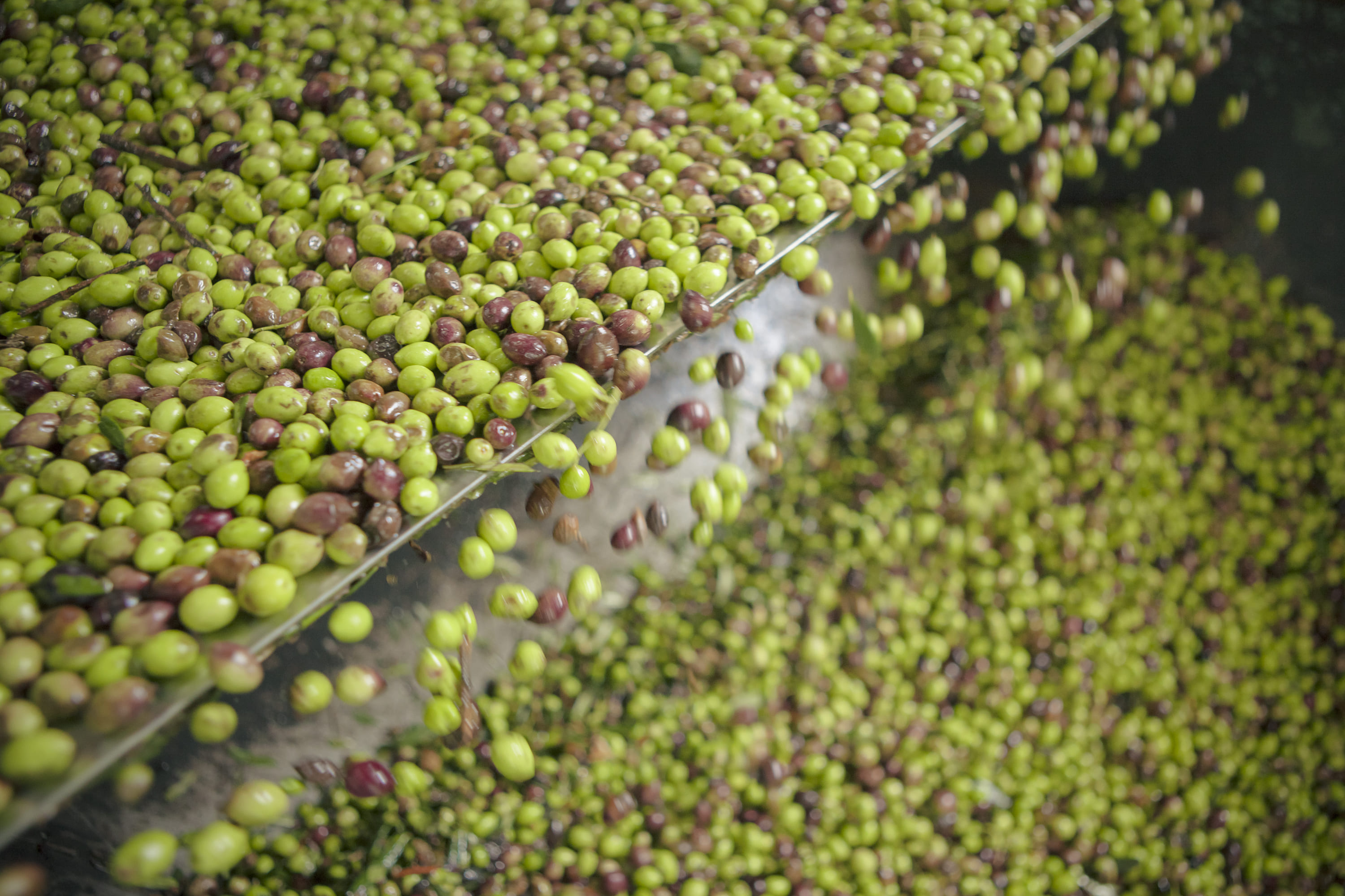 Production d'huile d'olive