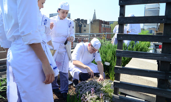 rooftop garden at le cordon bleu london